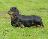 Dachshund 9R086D-021